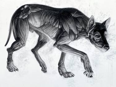Original Animal Drawings by Matt Dickson
