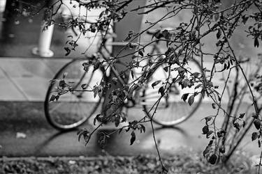 Original Bicycle Photography by Mani Mosaferi