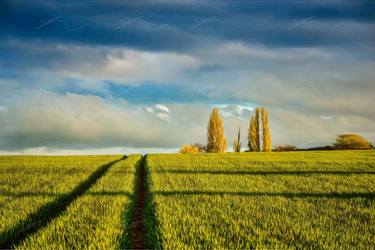 Golden Greenfield under the cloudy blue sky (Photo version - Small size) - Limited Edition of 25 thumb