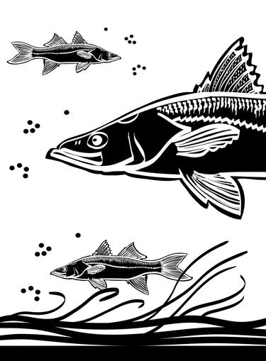 Print of Fish Drawings by Lailson de Holanda Cavalcanti
