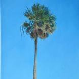 palm tree nº3 by Paul Dieterlen