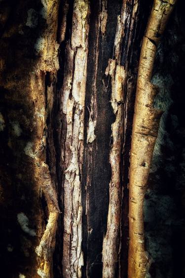 Original Abstract Tree Photography by Karim Carella