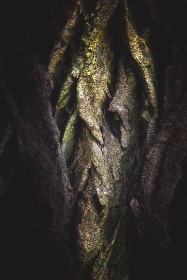 Original Conceptual Tree Photography by Karim Carella