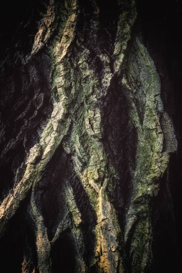 Original Abstract Tree Photography by Karim Carella