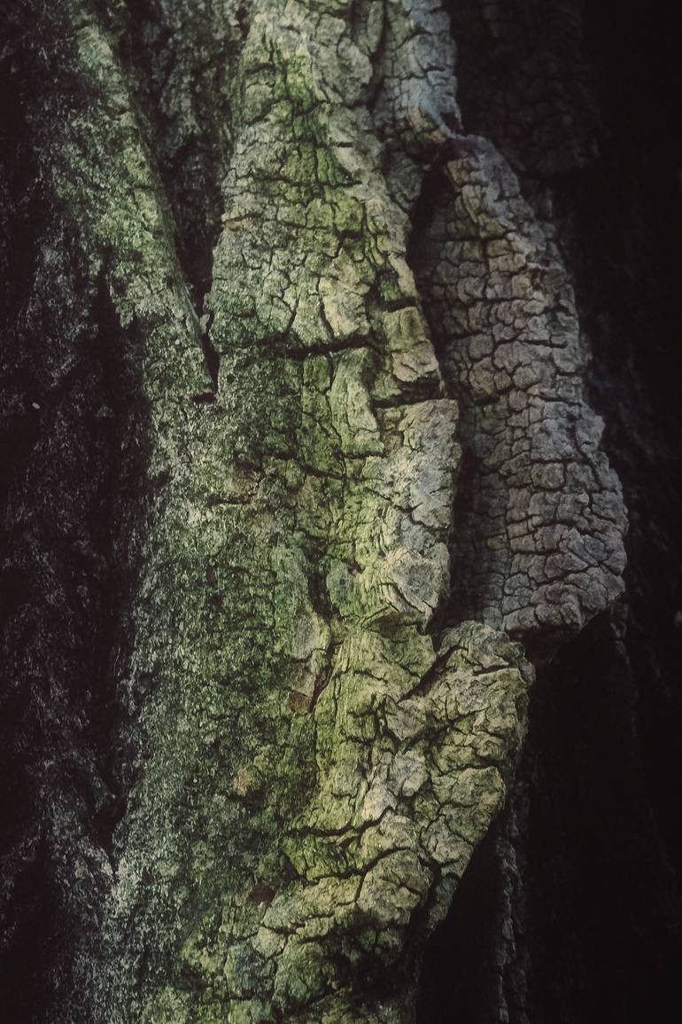 Original Abstract Tree Photography by Karim Carella