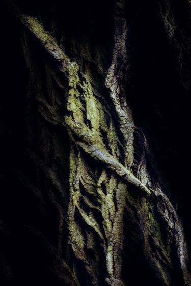 Original Abstract Tree Photography by Karim Carella