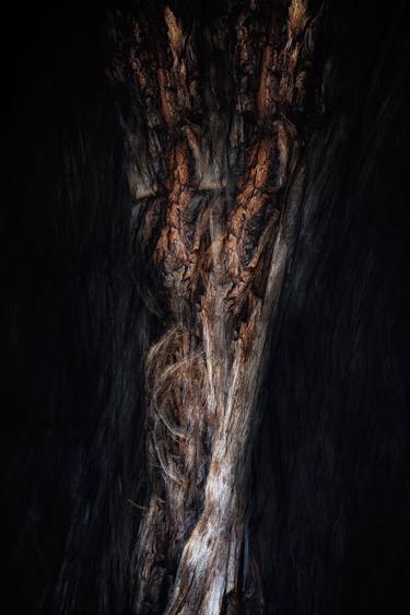 Original Abstract Tree Photography by Karim Carella