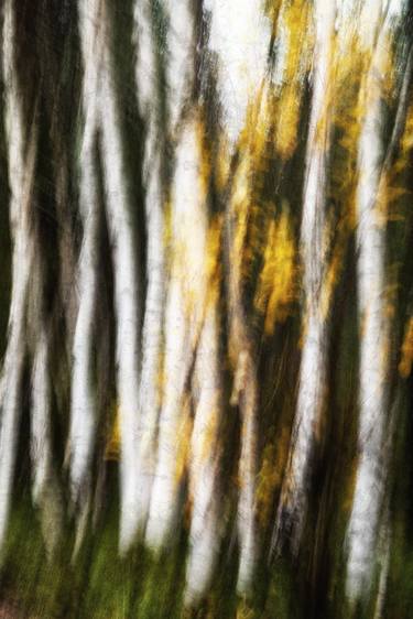 Original Abstract Tree Photography by Karim Carella