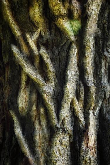Original Tree Photography by Karim Carella