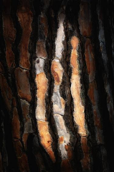 Original Abstract Tree Photography by Karim Carella