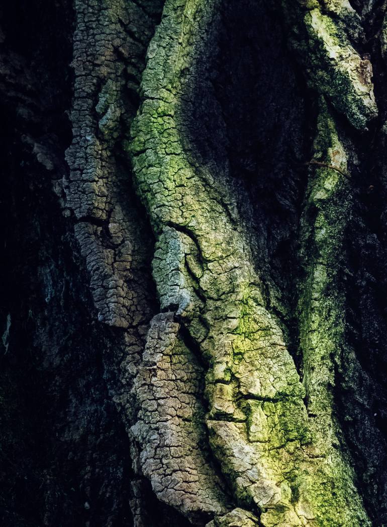 Original Tree Photography by Karim Carella