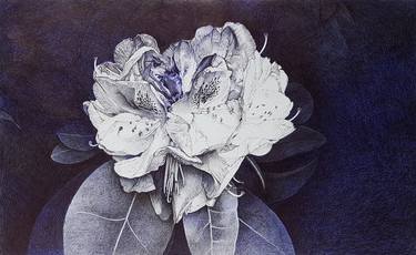Original Floral Drawings by Praweena Bunker