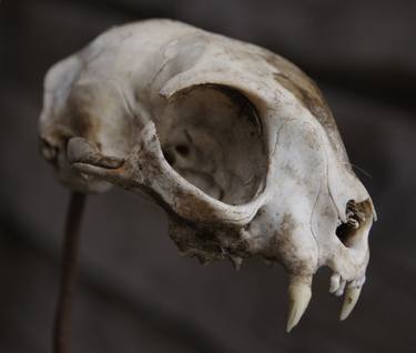 SKULL OF A COLD-BLOODED MURDERER-original thumb