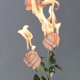 Untitled Floral on Fire (II) - Limited Edition of 12 by Brian Oldham