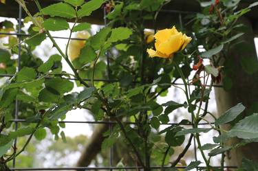 Yellow Rose 2015 thumb