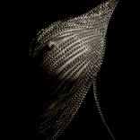 Chainmail by D  Keith Furon