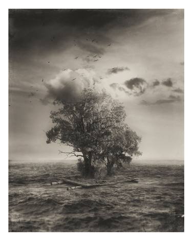 Original Tree Photography by Oriol Jolonch