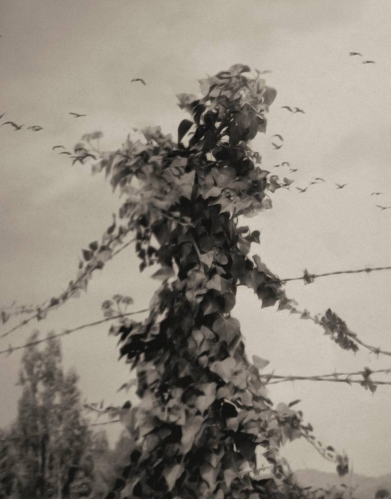 Original Conceptual Botanic Photography by Oriol Jolonch