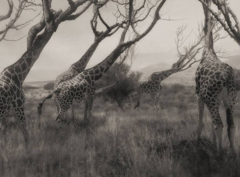 Original Animal Photography by Oriol Jolonch