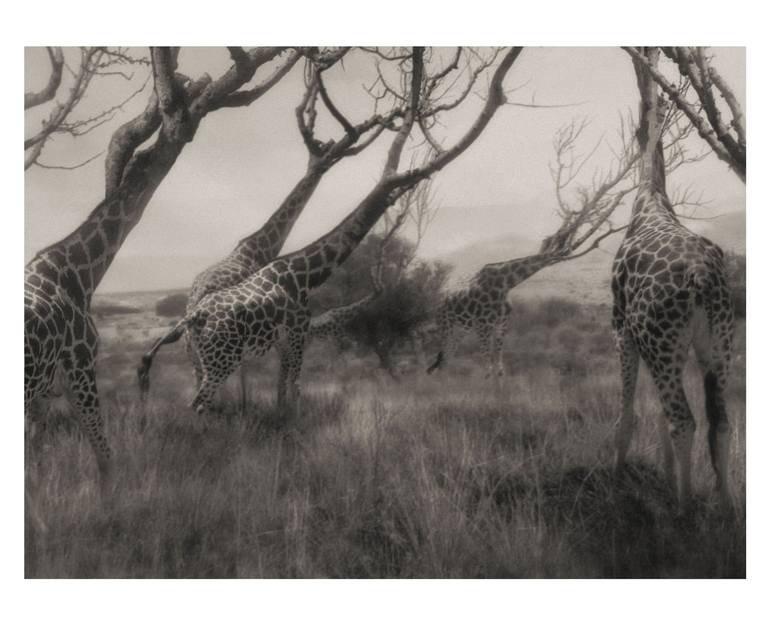 Original Conceptual Animal Photography by Oriol Jolonch