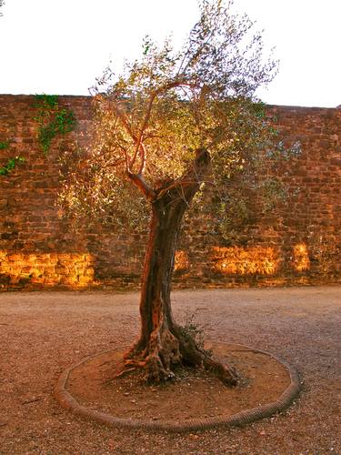 "The Golden Olive Tree" thumb