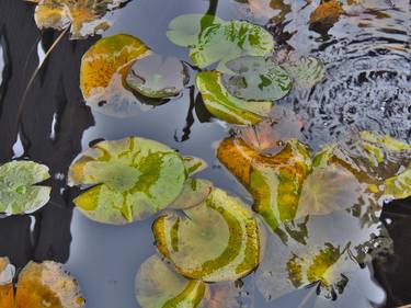 Print of Nature Photography by Trash Treasure