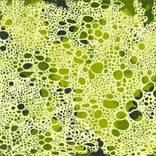 Untitled work (2009 Lime and green) by Hanne Linde