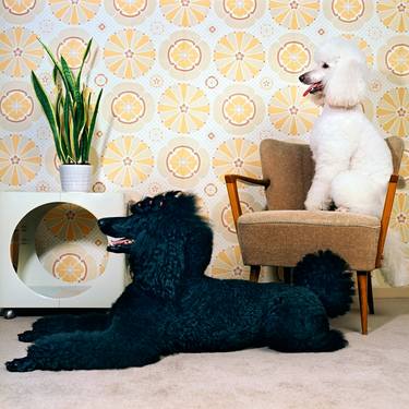 Original Dogs Photography by Patricia Eichert