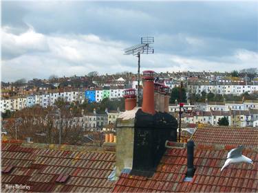 Brighton Roof Tops with Seagull thumb