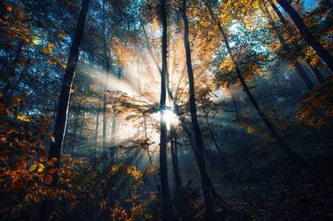 sun rays in autumn forest#10 thumb
