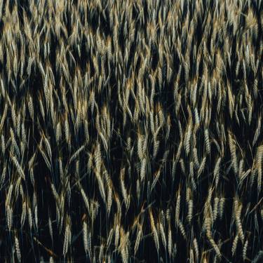 wheat field thumb