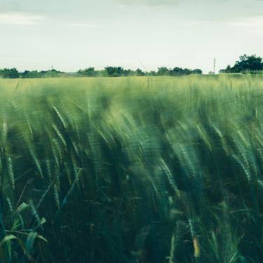 wheat field #1 thumb