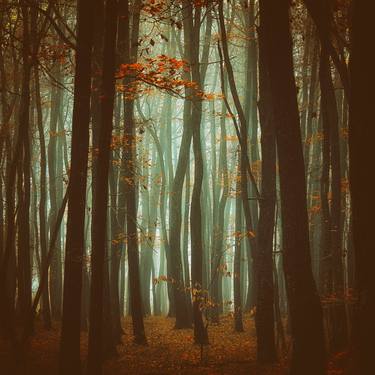 autumn forest mist#5 thumb