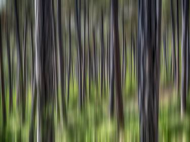 green forest in motion#1 thumb