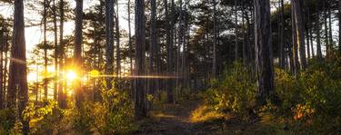 sunset walk in the forest thumb