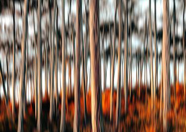 autumn forest in motion#1 thumb