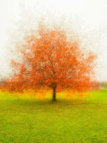 Print of Abstract Tree Photography by Igor Vitomirov