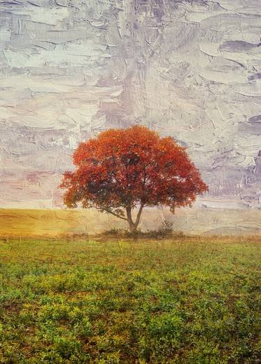 Print of Abstract Tree Photography by Igor Vitomirov