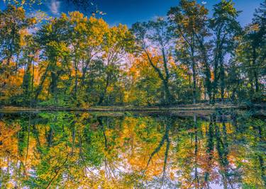 autumn forest reflection#14 thumb
