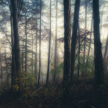 autumn forest mist#6 thumb