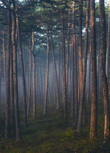 forest in mist#10 thumb