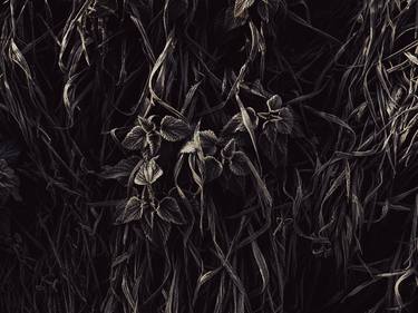 Original Documentary Landscape Photography by Igor Vitomirov