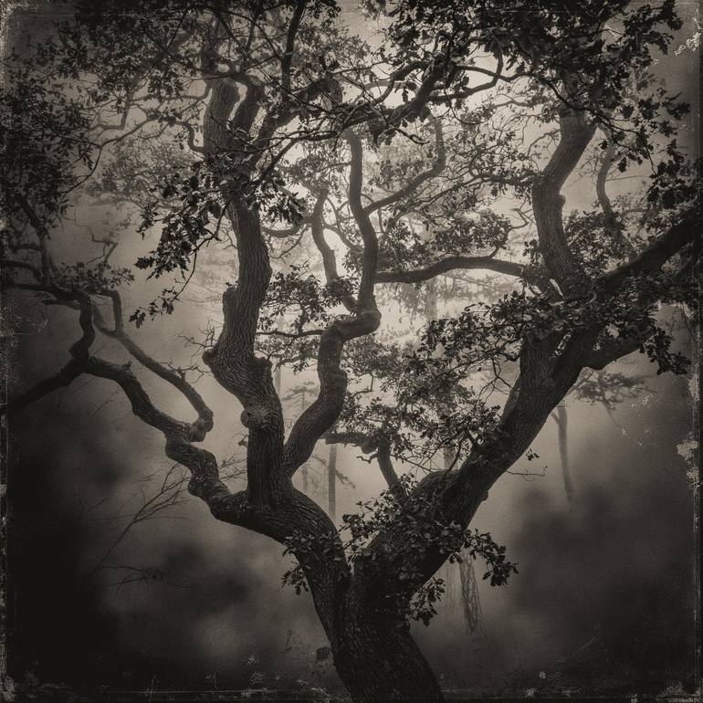Print of Abstract Nature Photography by Igor Vitomirov