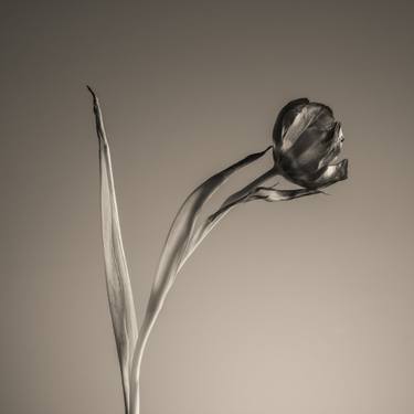 Original Documentary Floral Photography by Igor Vitomirov