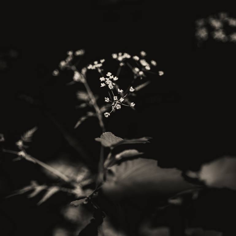 Print of Documentary Floral Photography by Igor Vitomirov
