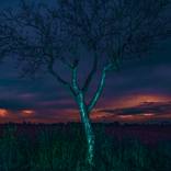 altered landscape by Igor Vitomirov