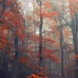 Autumn mist by Igor Vitomirov