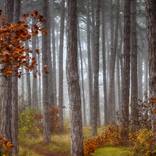 autumn forest in the mist#8 by Igor Vitomirov