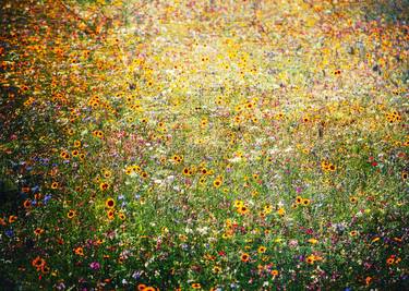 spring flower field - Limited Edition 1 of 20 thumb