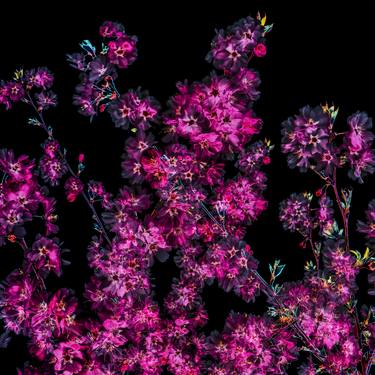 Print of Abstract Floral Photography by Igor Vitomirov